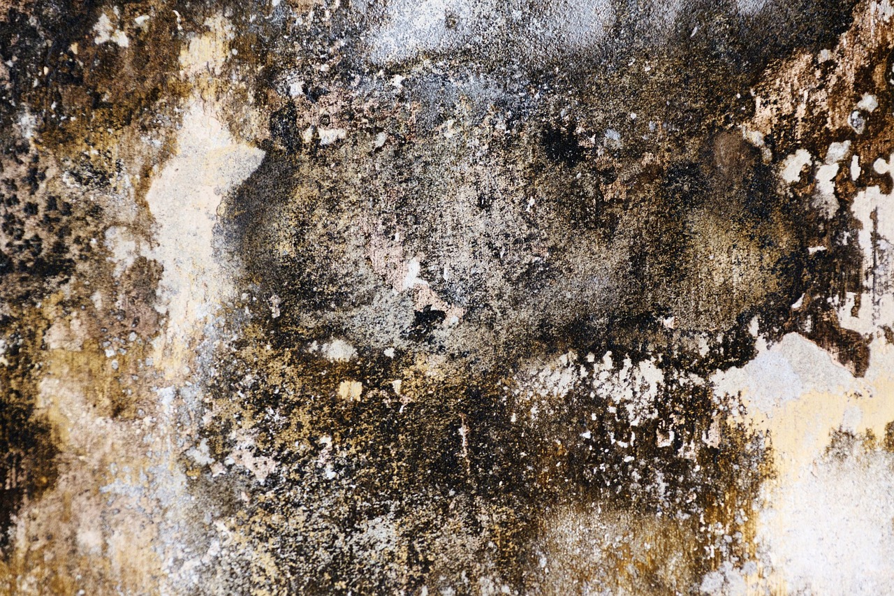 mold on a wall